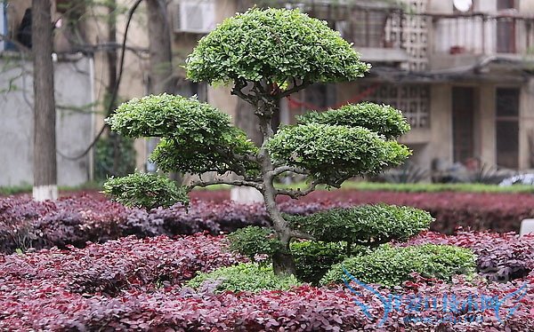 景观树价格 景观树价格