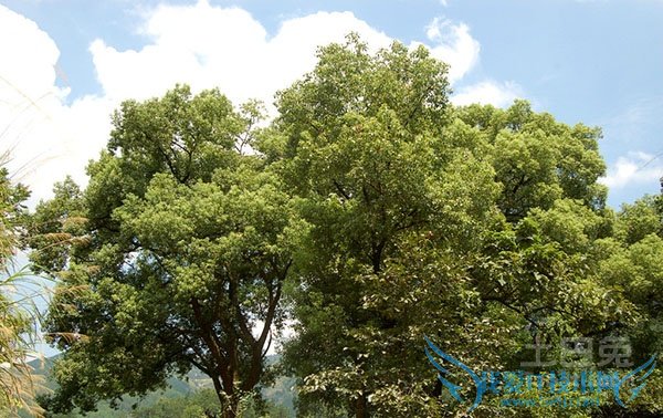 景观树价格 景观树价格