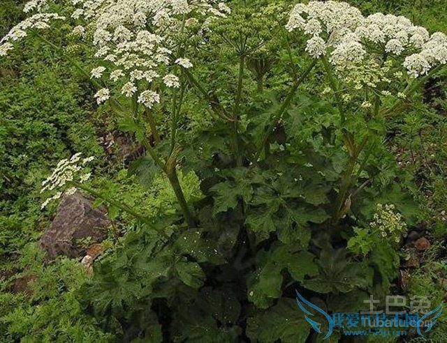独活图片 独活图片
