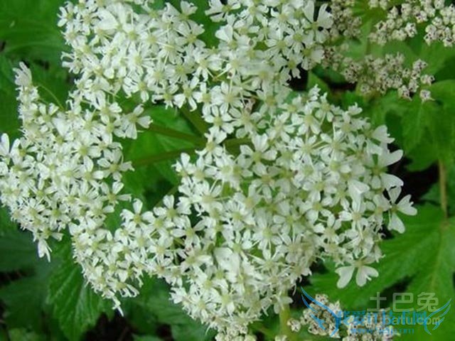 独活图片 独活图片