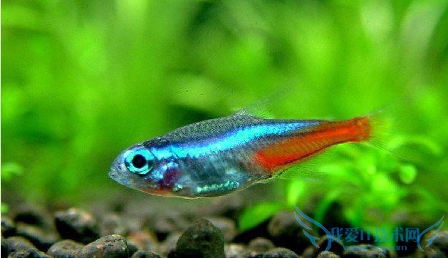 宝莲灯鱼怎么养? 不可错过的经验总结