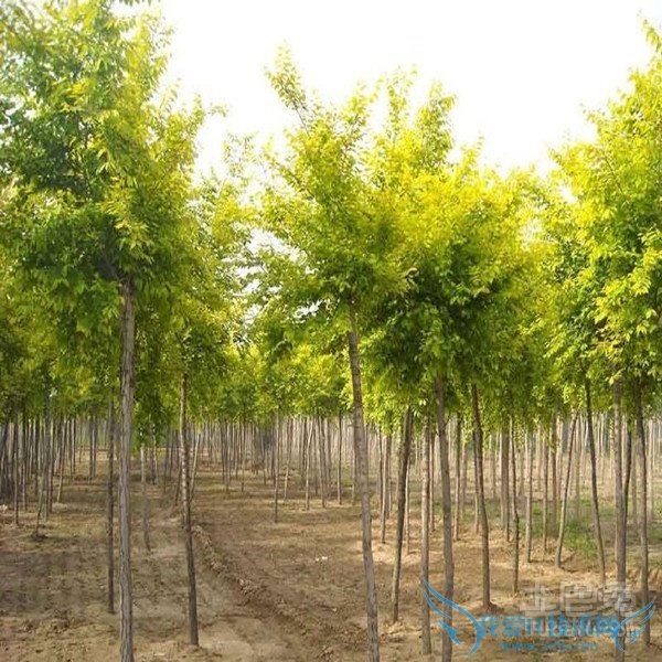 小叶白蜡病虫害