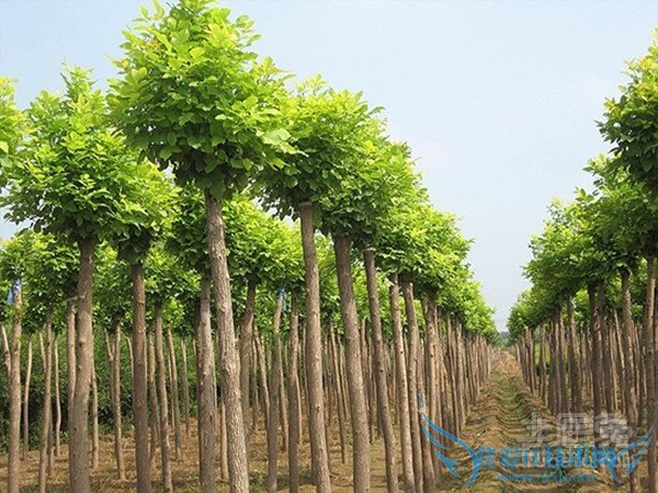 小叶白蜡病虫害