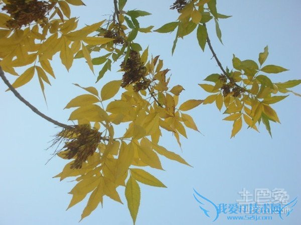 小叶白蜡病虫害