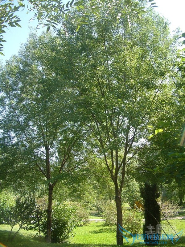 小叶白蜡病虫害