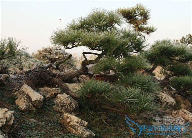 松柏树功效 松柏树功效