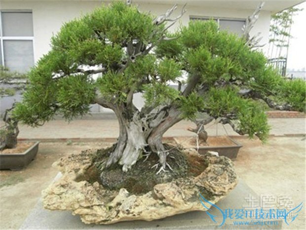 松柏树功效 松柏树功效