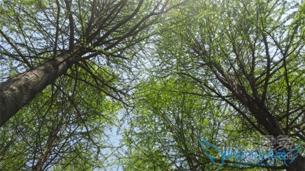 松柏树功效 松柏树功效