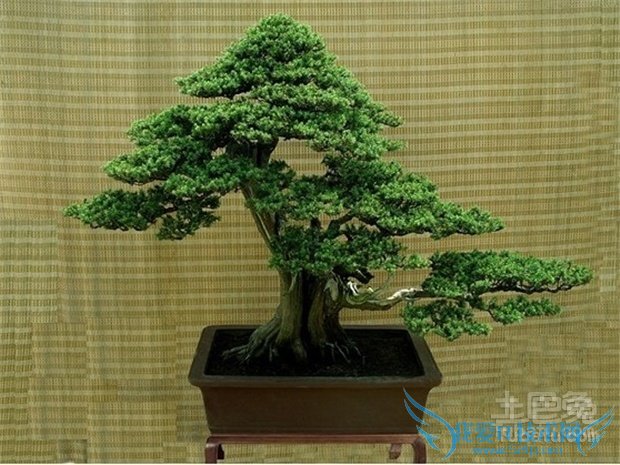 松柏树功效 松柏树功效