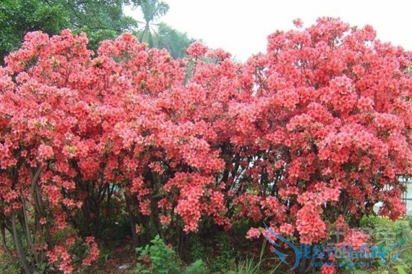 西洋鹃价格 西洋鹃价格