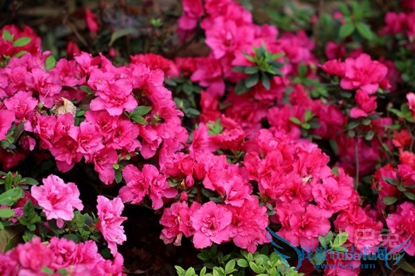 西洋鹃价格 西洋鹃价格