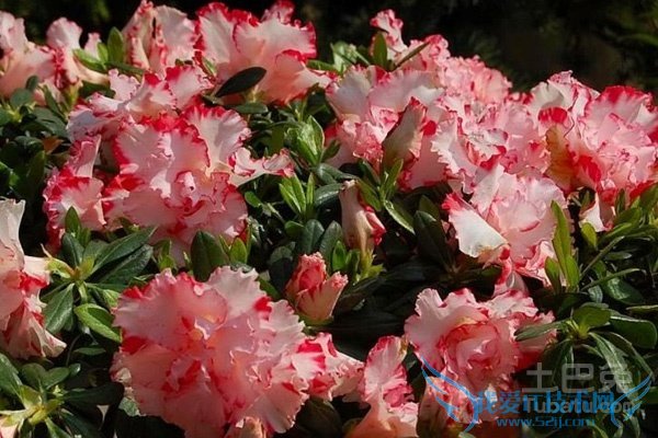 西洋鹃价格 西洋鹃价格