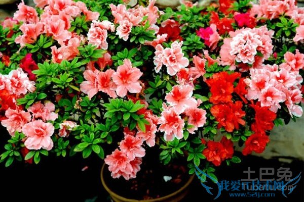 西洋鹃价格 西洋鹃价格