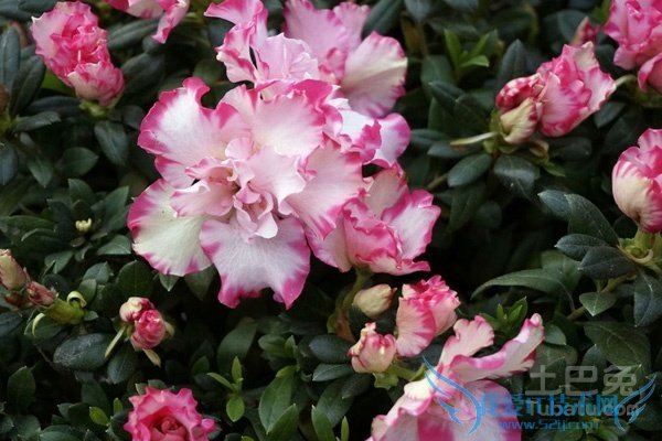 西洋鹃价格 西洋鹃价格