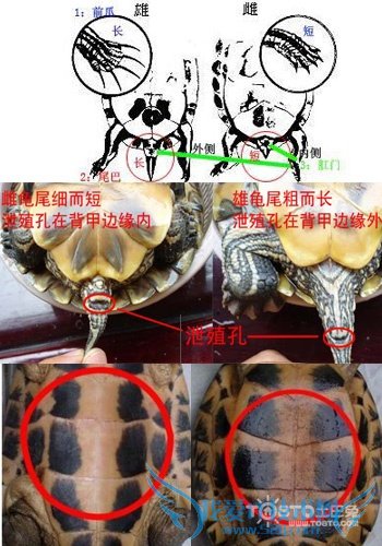巴西龟怎么分公母图解 最佳分辨方法在此