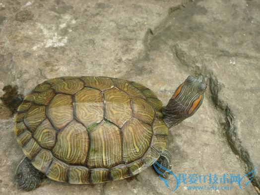 巴西龟怎么分公母图解 最佳分辨方法在此