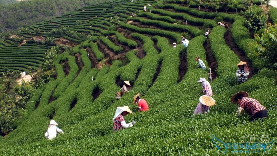 漳平水仙茶价格