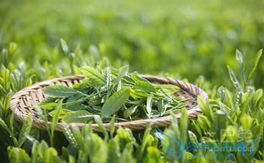 漳平水仙茶价格