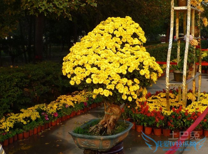 菊花盆景制作 菊花盆景制作