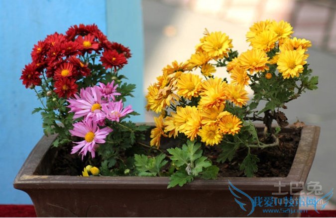 菊花盆景制作 菊花盆景制作