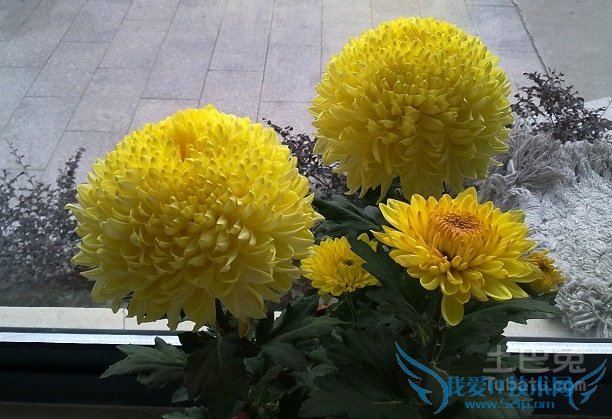 菊花盆景制作 菊花盆景制作