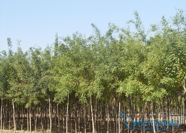 国槐树的管理 国槐树的管理