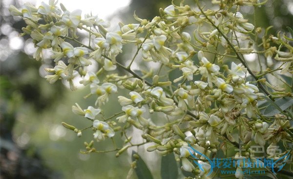 国槐树的管理 国槐树的管理