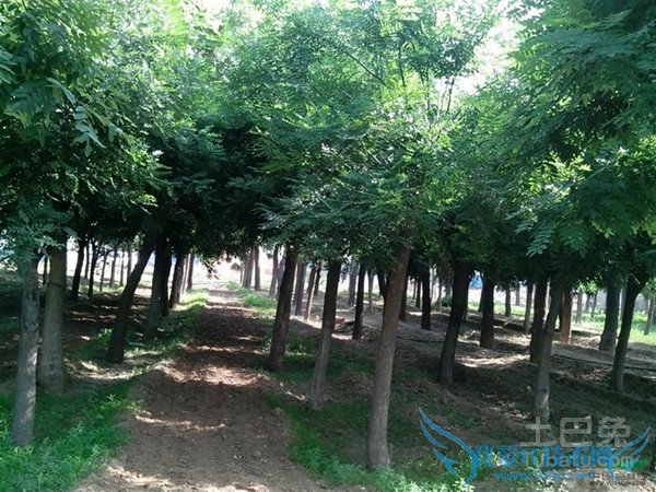 国槐树的管理 国槐树的管理