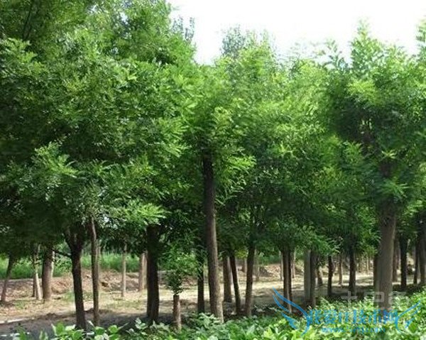 国槐树的管理 国槐树的管理