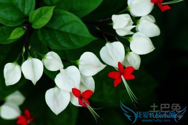 龙吐珠为什么掉叶子 龙吐珠为什么掉叶子