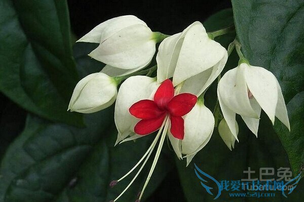 龙吐珠为什么掉叶子 龙吐珠为什么掉叶子