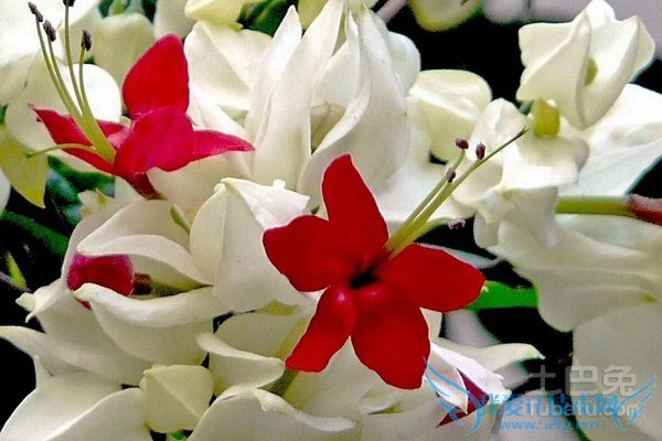 龙吐珠为什么掉叶子 龙吐珠为什么掉叶子