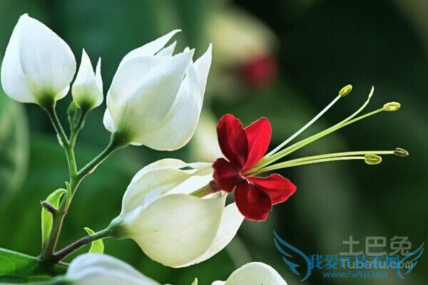 龙吐珠为什么掉叶子 龙吐珠为什么掉叶子