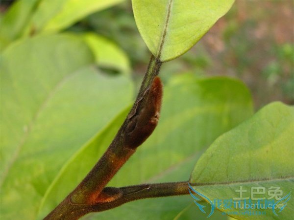 观光木价格 观光木价格