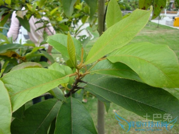 观光木价格 观光木价格