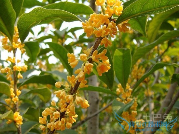 观光木价格 观光木价格