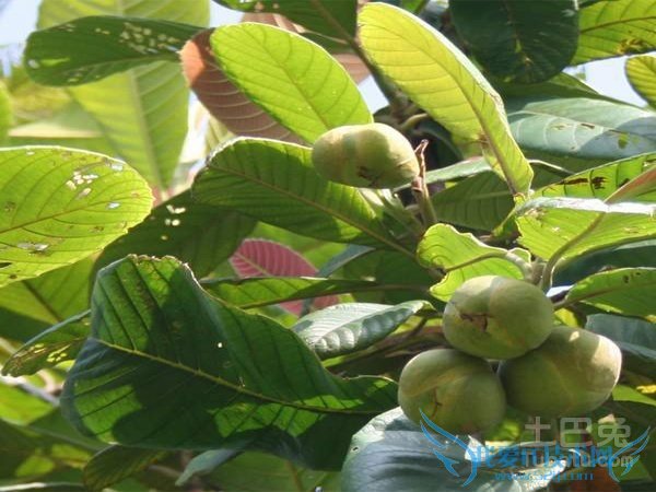 观光木价格 观光木价格