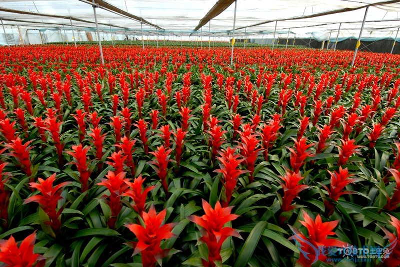 凤梨花有毒吗 凤梨花的养殖方法