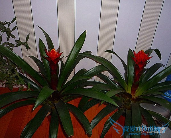 凤梨花有毒吗 凤梨花的养殖方法