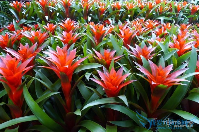 凤梨花有毒吗 凤梨花的养殖方法