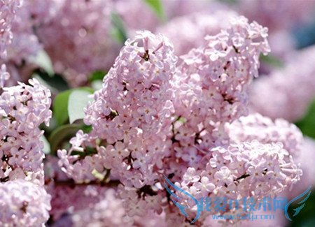 风信子的养殖方法 风信子的花语传说