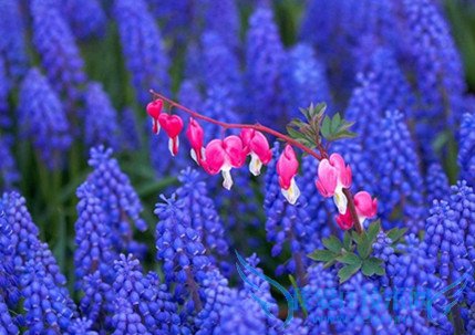 风信子的养殖方法 风信子的花语传说