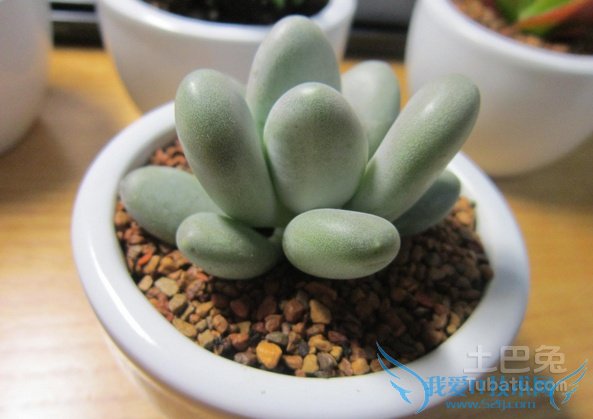 星美人怎么养 星美人怎么养