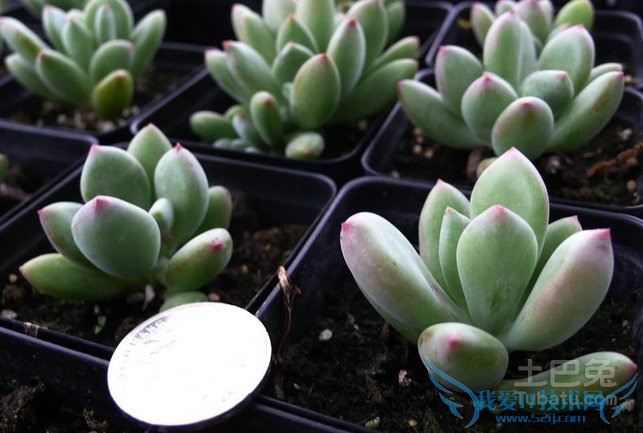 星美人怎么养 星美人怎么养