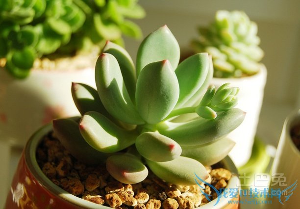 星美人怎么养 星美人怎么养