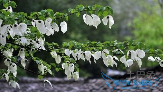 珙桐种植 珙桐种植