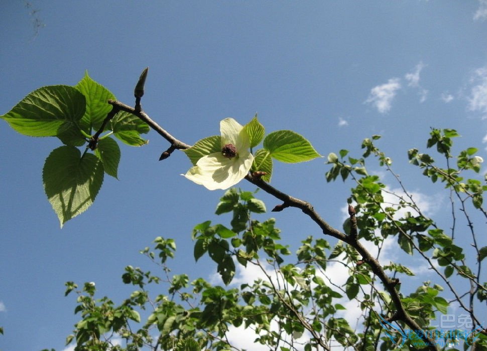 珙桐种植 珙桐种植