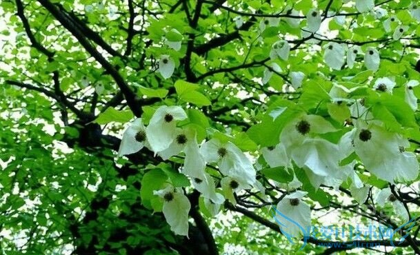 珙桐种植 珙桐种植