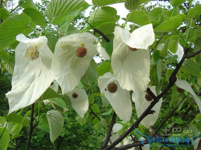 珙桐种植 珙桐种植