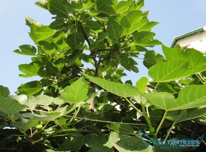 无花果树图片 无花果树图片